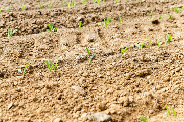  green corn sprouted