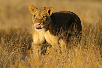 A lioness (Panthera leo) walking in early morning light, Kalahari desert, South Africa .
