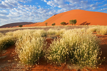 Landscape with desert grasses, sand dune and sky with clouds, Sossusvlei, Namibia, southern Africa.