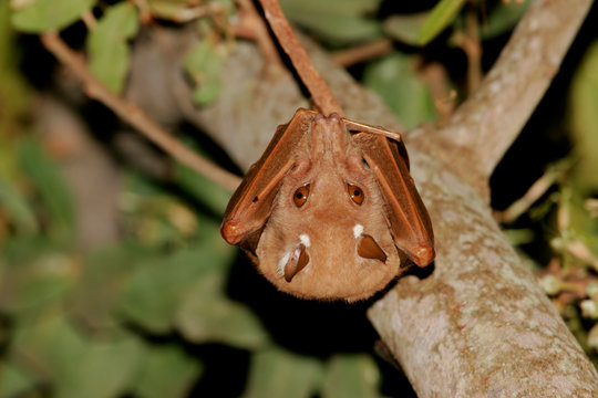 Gambian epauletted fruit bat (Epomophorus gambianus), Kruger National Park, South Africa.