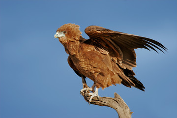 Young, immature bateleur eagle (Terathopius ecaudatus) on a branch, Kalhari desert, South Africa..