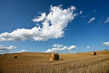 Harvest