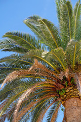 Fototapeta na wymiar The image of a palm tree