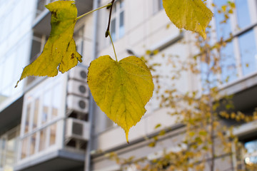 autumn forest outdoors
