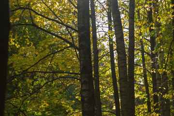 autumn forest outdoors