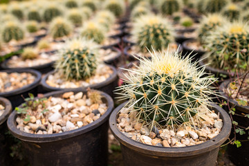Close up small many cactus in the pots