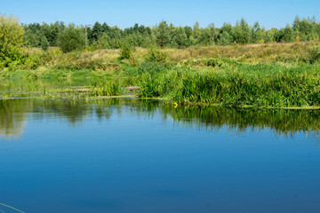 Fototapeta na wymiar Green Forest and River