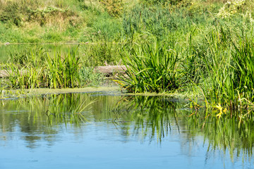 Green Forest and River