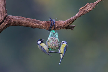 Fototapeta premium Blaumeise und Kohlmeise