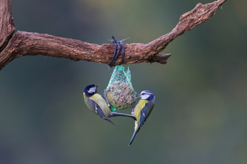 Fototapeta premium Blaumeise und Kohlmeise