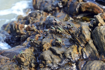 Crabs