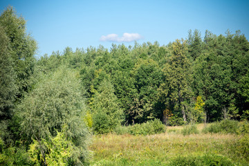 Obraz premium Green Forest