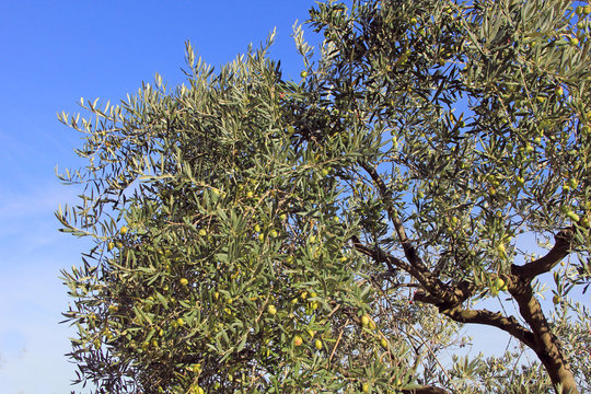 Bel olivier