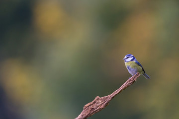 Blaumeise