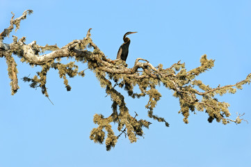 Darter