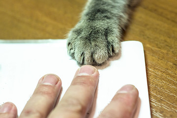 human fingers and the cat's paw © sergofan2015