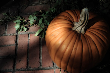 Pumpkin in moonlight