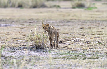 Leo Amboseli