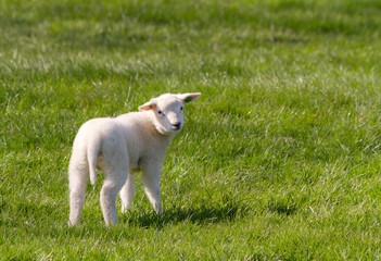 Obraz premium Close up portrait of a beautiful lamb (Ovis aries) in spring in the Netherlands