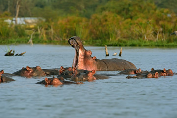 Hippopotamus Lake Naivasha - obrazy, fototapety, plakaty