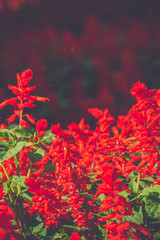 Red Flowers