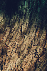 Tree Bark Macro