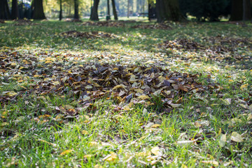 Autumn leaves on the ground in the park. Vibrant colors.