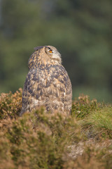 European Eagle Owl