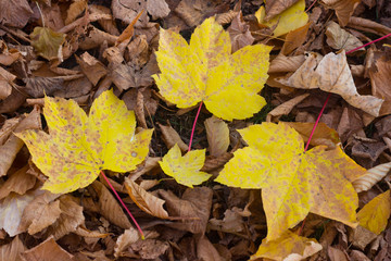 Yellow maple leaves