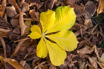 Chestnut leaf