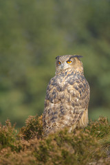 European Eagle Owl