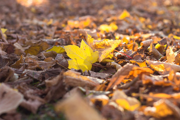Yellow maple leaf