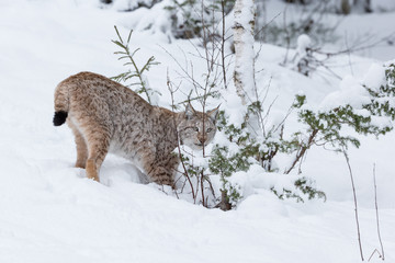 Lynx in Winter © andyastbury