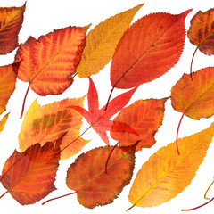 Fototapeta na wymiar autumnal leaves seamless repeatable border