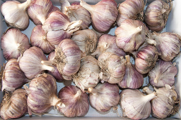 Garlic plucked from the garden