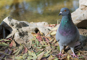 Pigeon in the park. Photographed from close distance, near lake. Colorful feathering.