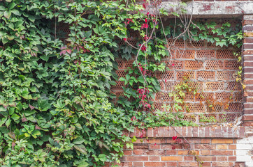 Old red brick wall overgrown with ivy