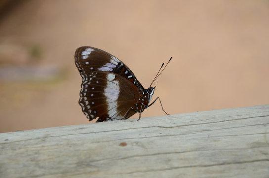  butterfly on magnetic island, Astralia