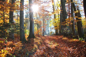 Fototapeta premium waldweg im herbst