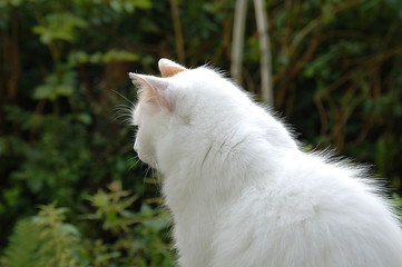 schöne weisse Hauskatze