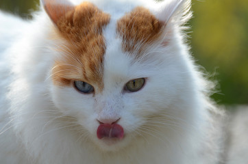 schöne weisse Hauskatze