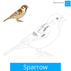 Sparrow bird learn to draw vector