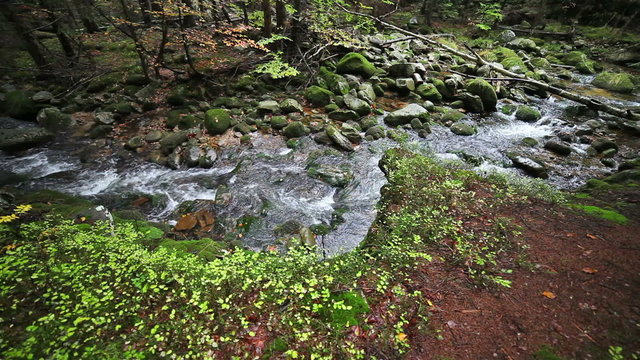 Stream in the mountain forest