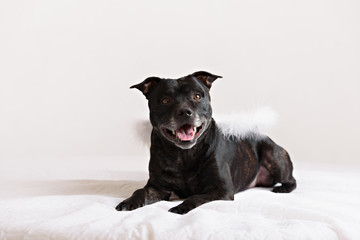 American Staffordshire Terrier head portrait