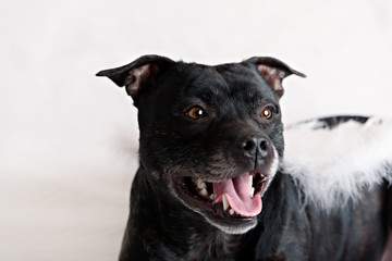 American Staffordshire Terrier head portrait