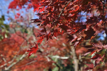 紅葉する山々　景色
