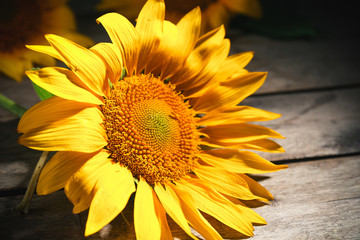 Obraz premium Beautiful bright sunflowers on wooden table close up