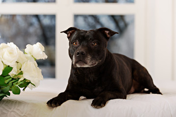 American Staffordshire Terrier head portrait