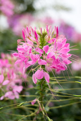 Pink And White Spider flower