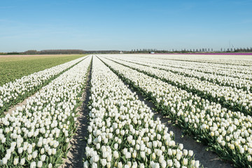Converging rows white flowering tulip plants